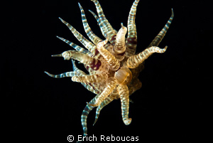 Tiny Floating Anemone by Erich Reboucas 